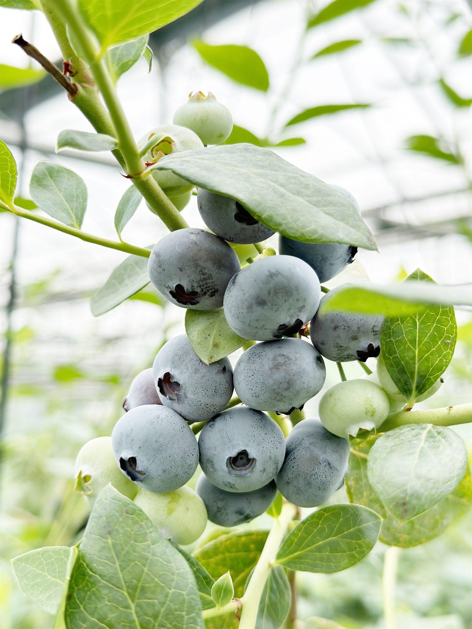 제주 블루베리 (1kg)